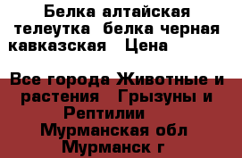 Белка алтайская телеутка, белка черная кавказская › Цена ­ 5 000 - Все города Животные и растения » Грызуны и Рептилии   . Мурманская обл.,Мурманск г.